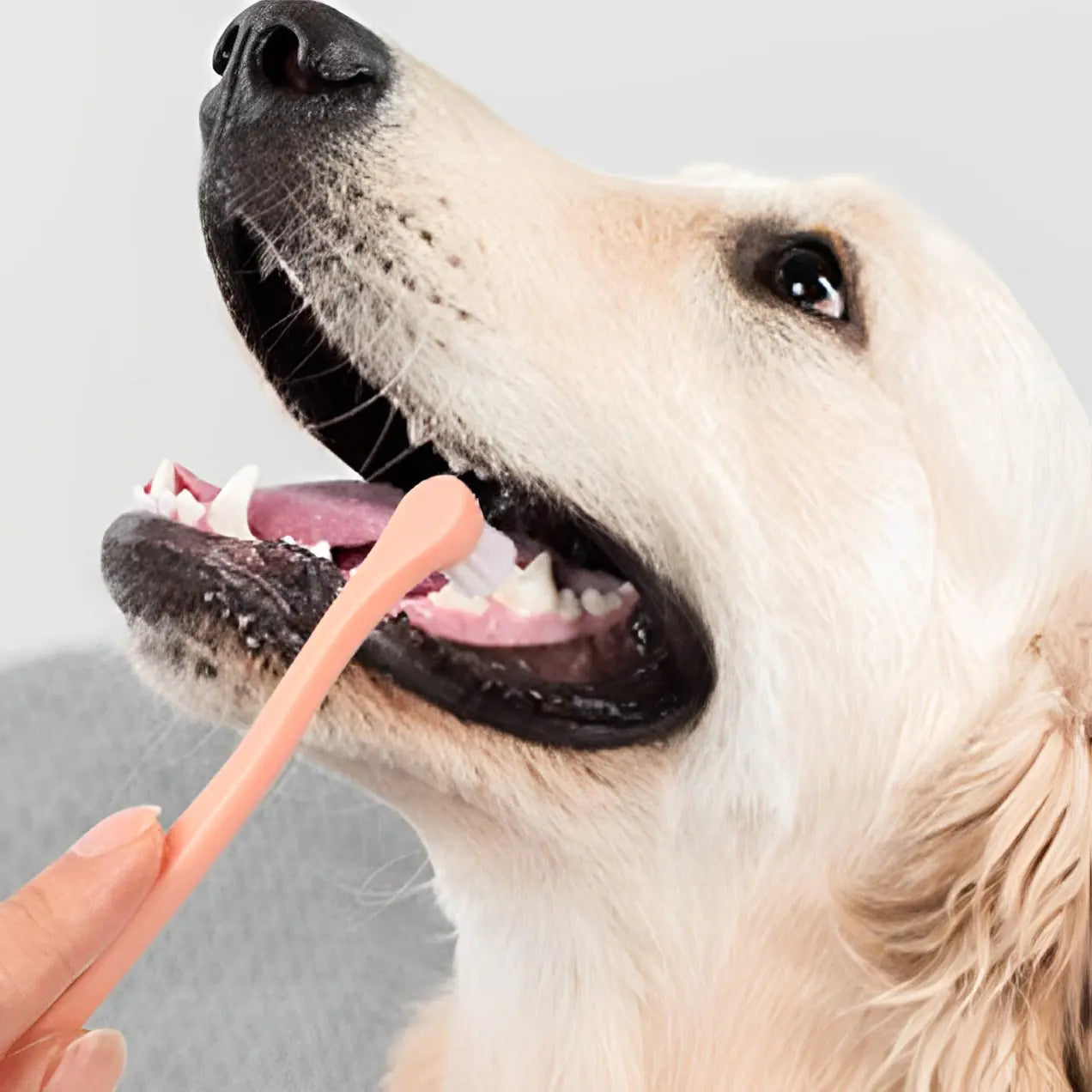 Pet Dental Care Toothbrush