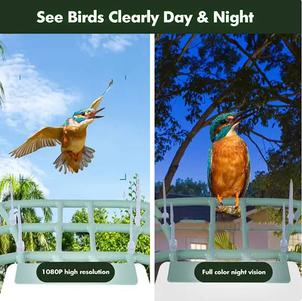 EcoSmart Solar Bird Feeder Cam